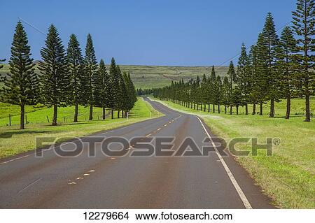 The sunny tree-lined Manele Road, Highway 440; Lanai, Hawaii, United States of America View Large Photo Image Picture - The sunny tree-lined Manele Road, Highway 440; Lanai, Hawaii, United States of America. Fotosearch