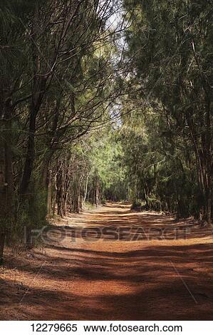Stock Photography - The tree-lined Mahana Trail; Lanai, Hawaii, United States of America. Fotosearch