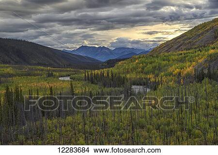 The trees changing colour as summer gives way to autumn along the South Canol Road and a view of Lapie River; Yukon, Canada View Large Photo Image Picture - The trees changing colour as summer gives way to autumn along the South Canol Road and a view of Lapie River; Yukon, Canada. Fotosearch