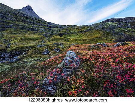 The valley in the fjord called Mjoifjordur on the eastern coast of Iceland; Iceland View Large Photo Image Stock Photograph - The valley in the fjord called Mjoifjordur on the eastern coast of Iceland; Iceland. Fotosearch