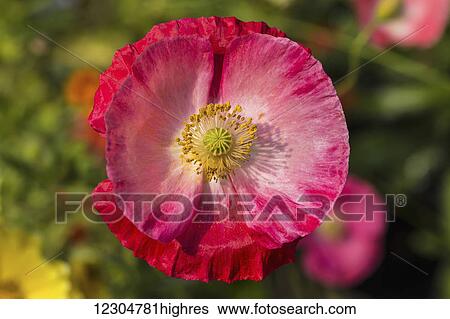 Stock Photograph - This Icelandic poppy (Papaver nudicaule) was one of many flowering plants being cultivated in the polytunnel (plastic greenhouse) of a local garden centre, a hardy, sub-arctic species suitable for areas which do not reach high summer temperatures for.... Fotosearch