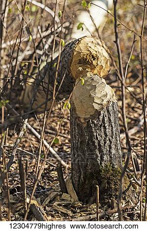 This tree stump, photographed beside a trail along the North Saskatchewan River, shows evidence of recent beaver activity. Beavers are still quite numerous along the rivers and creeks of Alberta; Edmonton, Alberta, Canada View Large Photo Image Stock Photograph - This tree stump, photographed beside a trail along the North Saskatchewan River, shows evidence of recent beaver activity. Beavers are still quite numerous along the rivers and creeks of Alberta; Edmonton, Alberta, Canada. Fotosearch