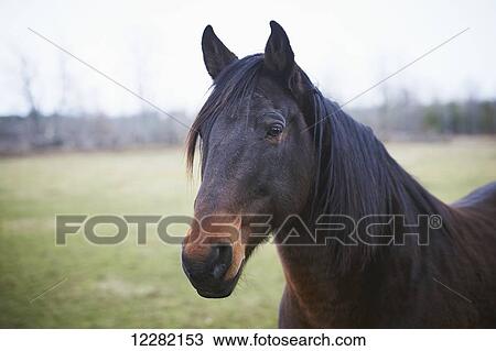Stock Image - Thoroughbred, The Mane Intent Equestrian Centre; Keane, Ontario, Canada. Fotosearch