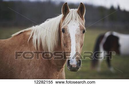 Thoroughbred, The Mane Intent Equestrian Centre; Keane, Ontario, Canada View Large Photo Image Stock Photography - Thoroughbred, The Mane Intent Equestrian Centre; Keane, Ontario, Canada. Fotosearch