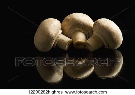Stock Photograph - Three button mushrooms backlit and reflecting on black foreground and background; Calgary, Alberta, Canada. Fotosearch