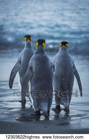 Stock Photograph - Three king penguins (Aptenodytes patagonicus) are crossing a wet, sandy beach on their way to the ocean, with grey backs and flippers with black and orange heads; Antarctica. Fotosearch
