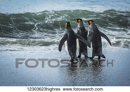 Stock Photograph - Three king penguins (Aptenodytes patagonicus) walking on sandy beach; Antarctica. Fotosearch