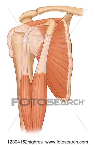 Stock Photograph - Three quarter view normal shoulder joint with biceps muscles and rotator cuff muscles. Fotosearch