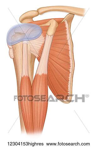Stock Photograph - Three quarter view normal shoulder joint with biceps muscles and rotator cuff muscles. Fotosearch