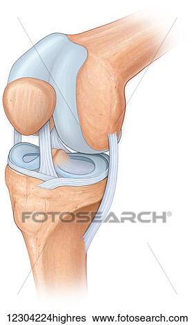 Three quarter view of the knee joint showing the meniscus, cruciate, acl and mcl ligaments View Large Photo Image Stock Photograph - Three quarter view of the knee joint showing the meniscus, cruciate, acl and mcl ligaments. Fotosearch
