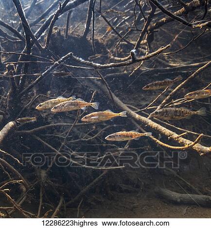 Stock Photograph - Three-spine Stickleback (Gasterosteus aculeatus) and a Coho Salmon (Oncorhynchus kisutch) fry near a submerged rootwad in an Alaskan stream during spring.. Fotosearch
