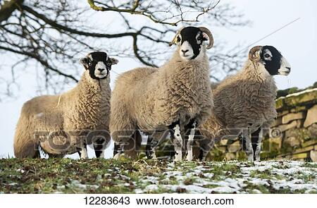 Stock Image - Three swaledale sheep on a hill end; Yorkshire, England. Fotosearch