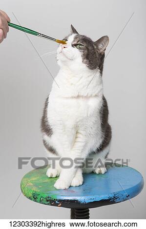 Tickling the nose of a domestic short-haired cat on a stool with a paintbrush in a studio on a white background; Edmonton, Alberta, Canada View Large Photo Image Stock Photograph - Tickling the nose of a domestic short-haired cat on a stool with a paintbrush in a studio on a white background; Edmonton, Alberta, Canada. Fotosearch