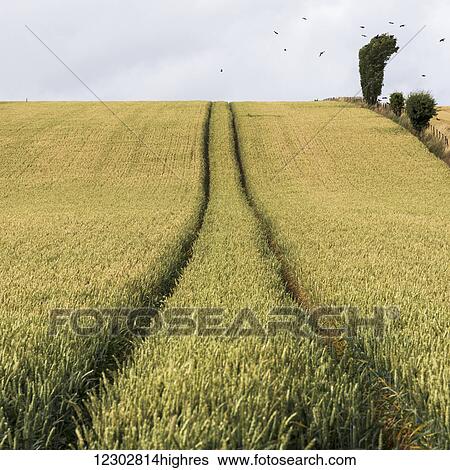 Stock Photograph - Tire tracks going through a field with a flock of birds flying overhead; Cupar, Scotland. Fotosearch