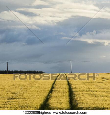 Tire tracks through a field under a cloudy sky; Cullen, Moray, Scotland View Large Photo Image Stock Photograph - Tire tracks through a field under a cloudy sky; Cullen, Moray, Scotland. Fotosearch