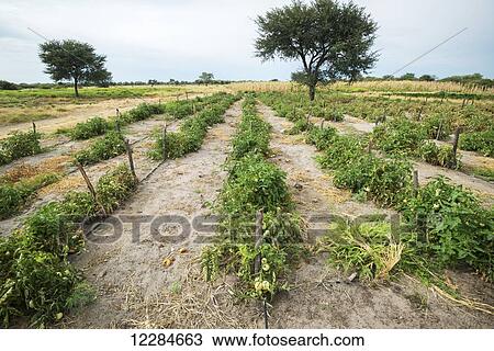 Tomato patch; Ghanzi, Botswana View Large Photo Image Stock Image - Tomato patch; Ghanzi, Botswana. Fotosearch