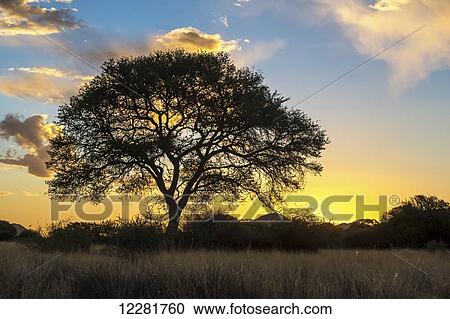 Stock Image - Tree silhouetted by the sun at dusk; Namibia. Fotosearch