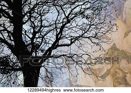 Tree skeleton layer over opaque image of leaves using camera movement; Vancouver, British Columbia, Canada View Large Photo Image Stock Photograph - Tree skeleton layer over opaque image of leaves using camera movement; Vancouver, British Columbia, Canada. Fotosearch