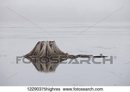 Tree stump in man-made reservoir, Mountsberg Reservoir, Mountsberg Conservation Area; Milton, Ontario, Canada View Large Photo Image Stock Photograph - Tree stump in man-made reservoir, Mountsberg Reservoir, Mountsberg Conservation Area; Milton, Ontario, Canada. Fotosearch
