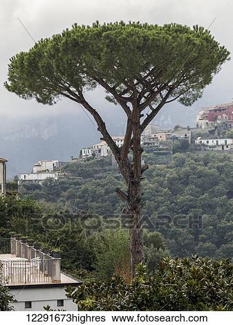 Stock Photograph - Trees and houses on a hillside shrouded with cloud; Amalfi, Campania, Italy. Fotosearch
