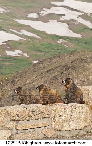 Stock Photograph - Trio of hoary marmot (Marmota caligata) rest on a manufactured rock wall alongside the Trail Ridge Road in Rocky Mountain National Park; Colorado, United States of America. Fotosearch