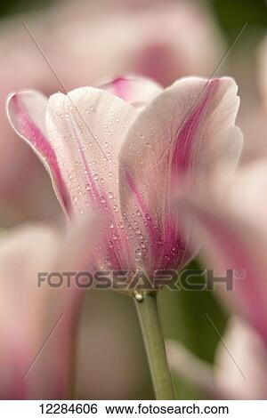 Stock Photograph - Triumph tulip, Inistress Mystic, (tulipa), Brooklyn Botanic Garden; Brooklyn, New York, United States of America. Fotosearch