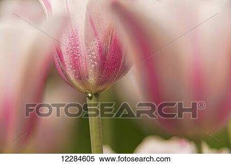 Triumph tulip, Inistress Mystic, (tulipa), Brooklyn Botanic Garden; Brooklyn, New York, United States of America View Large Photo Image Stock Photography - Triumph tulip, Inistress Mystic, (tulipa), Brooklyn Botanic Garden; Brooklyn, New York, United States of America. Fotosearch