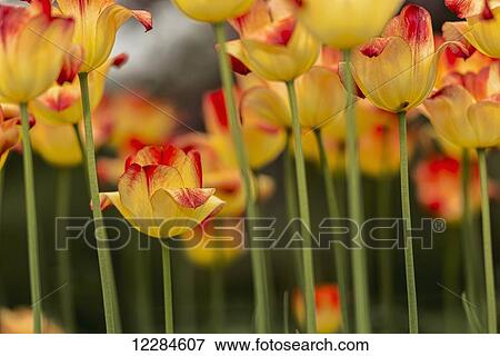 Stock Photo - Triumph tulip, Suncatcher, (tulipa), Brooklyn Botanic Garden; Brooklyn, New York, United States of America. Fotosearch