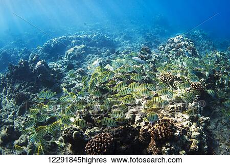 Stock Photograph - Tropical Reef in Hawaii-. Fotosearch