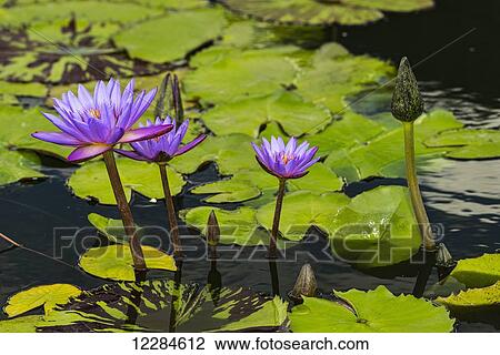 Stock Image - Tropical Waterlilies, Tanzanite Nymphaea, (nymphaeaceae), New York Botanical Garden; New York City, New York, United States of America. Fotosearch
