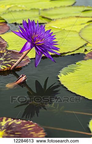 Stock Image - Tropical Waterlilies, Tanzanite Nymphaea, (nymphaeaceae), New York Botanical Garden; New York City, New York, United States of America. Fotosearch