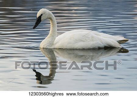 Stock Photograph - Trumpeter swan (Cygnus buccinator) on the water; Alaska, United States of America. Fotosearch