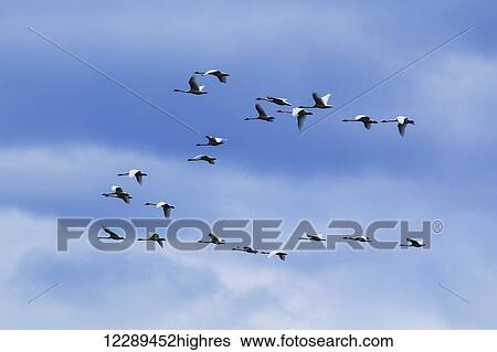 Trumpeter Swans fly in a pattern over Marsh Lake, Yukon Territory, Canada, Spring View Large Photo Image Stock Photograph - Trumpeter Swans fly in a pattern over Marsh Lake, Yukon Territory, Canada, Spring. Fotosearch