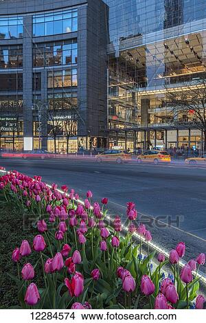 Picture - Tulip display at Time Warner Center at twilight, Columbus Circle; New York City, New York, United States of America. Fotosearch