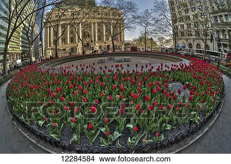 Tulip display in Bowling Green Park; New York City, New York, United States of America View Large Photo Image Picture - Tulip display in Bowling Green Park; New York City, New York, United States of America. Fotosearch