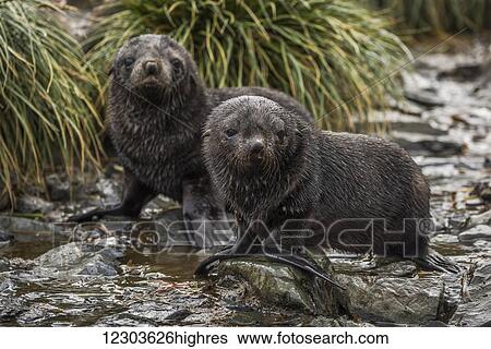 Two Antarctic fur seal pups (Arctocephalus gazella) in stream; Antarctica View Large Photo Image Stock Photograph - Two Antarctic fur seal pups (Arctocephalus gazella) in stream; Antarctica. Fotosearch
