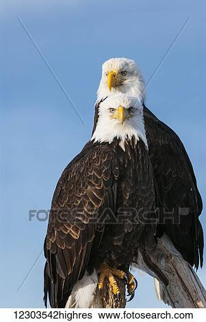 Stock Photograph - Two bald eagles (Haliaeetus leucocephalus) perched on dead tree branches looking out; United States of America. Fotosearch