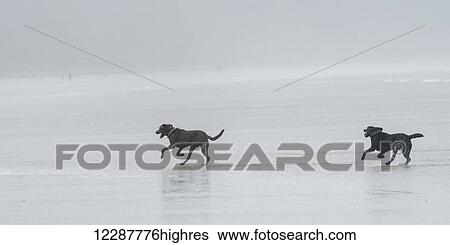 Stock Photograph - Two black dogs running on a wet beach in the fog. Fotosearch