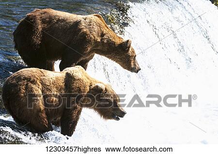 Two Brown bears fish at Brooks falls, Katmai National Park, Southwest Alaska View Large Photo Image Stock Photograph - Two Brown bears fish at Brooks falls, Katmai National Park, Southwest Alaska. Fotosearch
