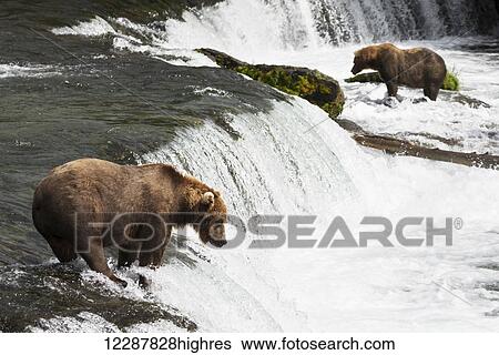 Stock Photograph - Two brown bears (ursus arctos) fishing in Brooks River, watching and waiting above and below Brooks Falls; Alaska, United States of America. Fotosearch