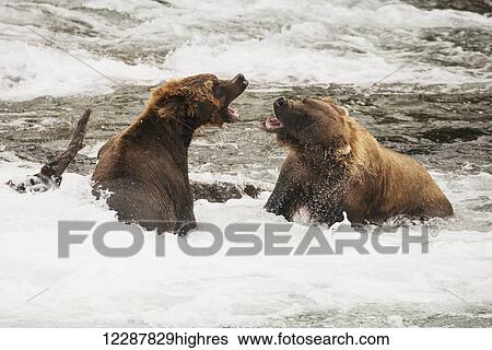 Stock Photograph - Two brown bears (ursus arctos) roaring at each other beside a log in the shallow rapids of Brooks River, Alaska, United States of America. Fotosearch