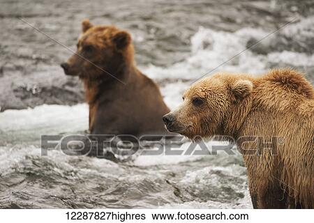 Stock Photograph - Two brown bears (ursus arctos) sitting in the shallow rapids of Brooks River, fishing just below Brooks Falls; Alaska, United States of America. Fotosearch