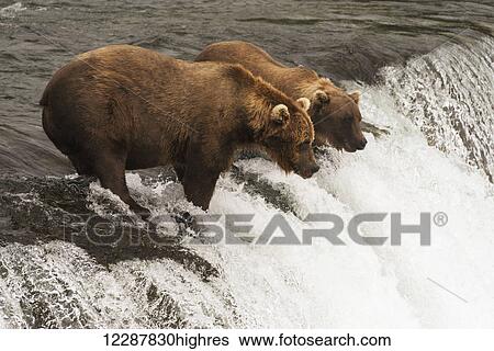 Stock Photograph - Two brown bears (ursus arctos) staring intently at the water from the top of Brooks Falls, waiting for salmon to jump; Alaska, United States of America. Fotosearch