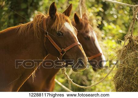 Two chestnut horses in trees eating hay; Battle, England View Large Photo Image Stock Photograph - Two chestnut horses in trees eating hay; Battle, England. Fotosearch