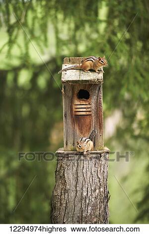 Stock Photograph - Two chipmunks at a bird house; Ontario, Canada. Fotosearch