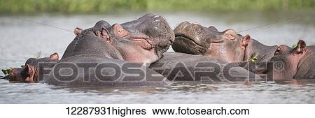 Two hippos (Hippopotamus amphibius) in a group in a lake, resting their heads on the back of another hippopotamus, green vegetation on the shore in the distance; Kenya View Large Photo Image Stock Photograph - Two hippos (Hippopotamus amphibius) in a group in a lake, resting their heads on the back of another hippopotamus, green vegetation on the shore in the distance; Kenya. Fotosearch