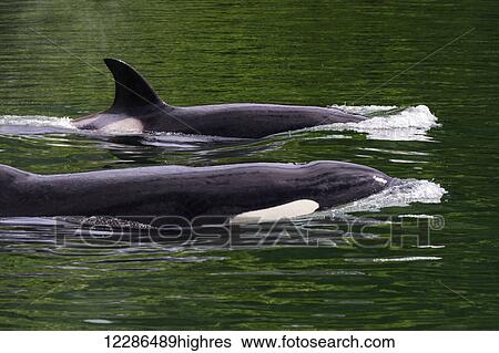 Stock Photograph - Two killer whales (Orcinus orca) swim through the channel; Kodiak, Alaska, United States of America. Fotosearch