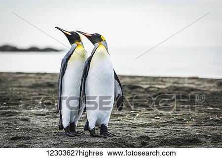 Stock Photograph - Two king penguins (Aptenodytes patagonicus) mirroring positions of beaks; Antarctica. Fotosearch