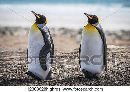 Stock Photograph - Two king penguins (Aptenodytes patagonicus) with matching beak positions; Antarctica. Fotosearch