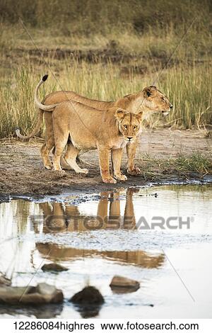 Stock Photograph - Two lionesses (Panthera leo) reflected in pool, Serengeti National Park; Tanzania. Fotosearch